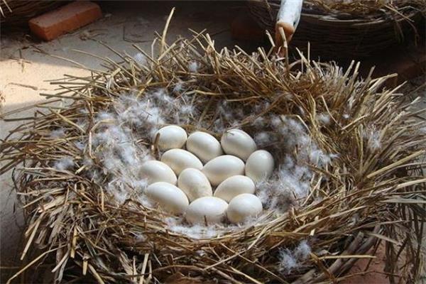 鹅蛋什么人不能吃 哪些人不适合吃鹅蛋 鹅蛋什么人不能吃 哪些人不适合吃鹅蛋