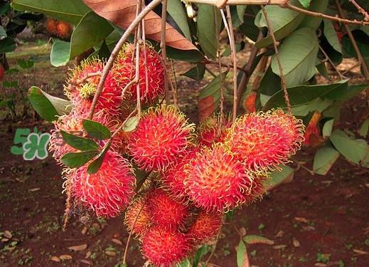 红毛丹什么时候成熟?红毛丹哪些人不适合吃 红毛丹什么时候成熟?红毛丹哪些人不适合吃