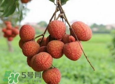 白糖罂和妃子笑哪个好吃?妃子笑和白糖罂的区别 白糖罂和妃子笑哪个好吃?妃子笑和白糖罂的区别