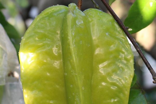 杨桃是哪里的特产 原产于印度 杨桃是哪里的特产 原产于印度