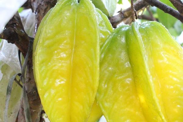 杨桃是哪里的特产 原产于印度 杨桃是哪里的特产 原产于印度