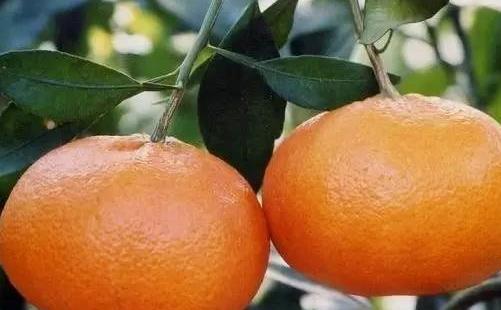 爱媛28与爱媛38的区别 爱媛42号和爱媛38区别