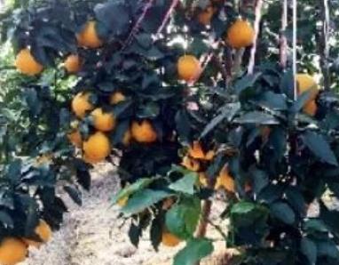 爱媛28与爱媛38的区别 爱媛42号和爱媛38区别