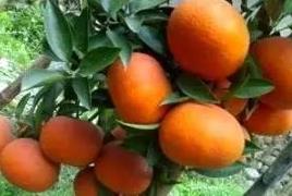 爱媛28与爱媛38的区别 爱媛42号和爱媛38区别