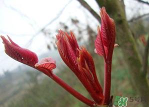 小狗能吃香椿吗？狗狗可以吃香椿炒鸡蛋吗？