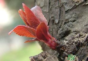 小狗能吃香椿吗？狗狗可以吃香椿炒鸡蛋吗？