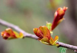 小狗能吃香椿吗？狗狗可以吃香椿炒鸡蛋吗？