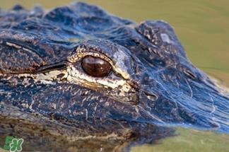 鳄鱼的眼泪是什么意思？鳄鱼为什么会留眼泪