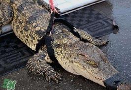 鳄鱼的眼泪是什么意思？鳄鱼为什么会留眼泪