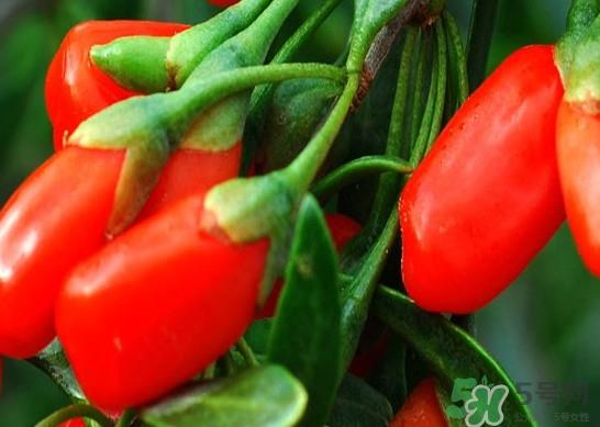 如何辨别枸杞是否新鲜？鲜枸杞可以直接食用吗