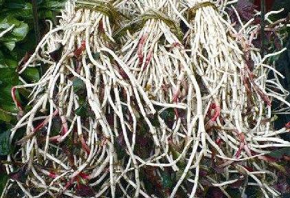 鱼腥草根和叶哪个好？鱼腥草根好还是叶子好