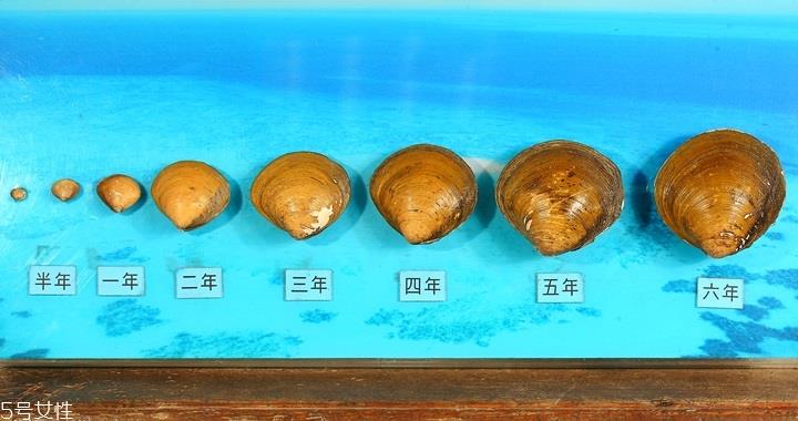 马蹄蛤怎么挑选与保存 马蹄蛤怎么挑选与保存