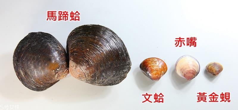马蹄蛤怎么挑选与保存 马蹄蛤怎么挑选与保存