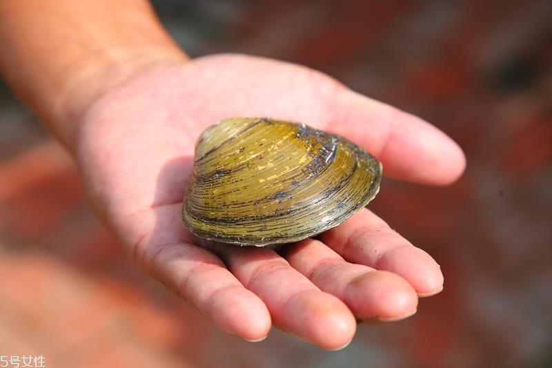 马蹄蛤怎么挑选与保存 马蹄蛤怎么挑选与保存