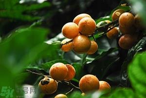 孕妇能吃黄皮果吗？孕妇吃黄皮果好吗？