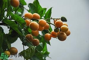 孕妇能吃黄皮果吗？孕妇吃黄皮果好吗？