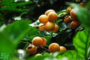 孕妇能吃黄皮果吗？孕妇吃黄皮果好吗？