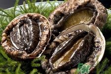 吃鲍鱼要注意些什么?吃鲍鱼会过敏吗? 吃鲍鱼要注意些什么?吃鲍鱼会过敏吗?