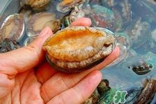 吃鲍鱼要注意些什么?吃鲍鱼会过敏吗? 吃鲍鱼要注意些什么?吃鲍鱼会过敏吗?