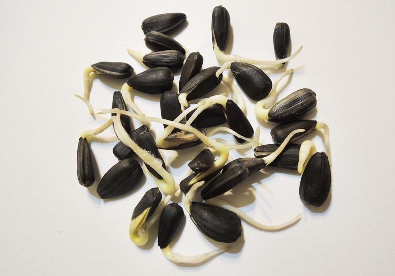 在家自制葵花籽芽方法步骤