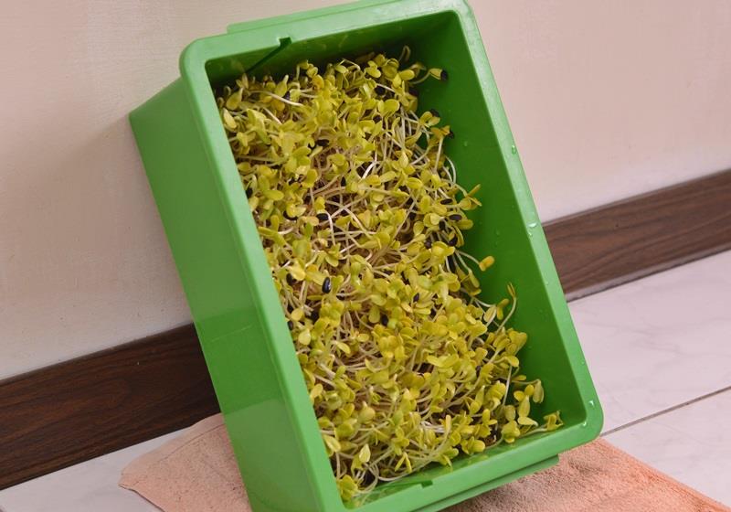 在家自制葵花籽芽方法步骤