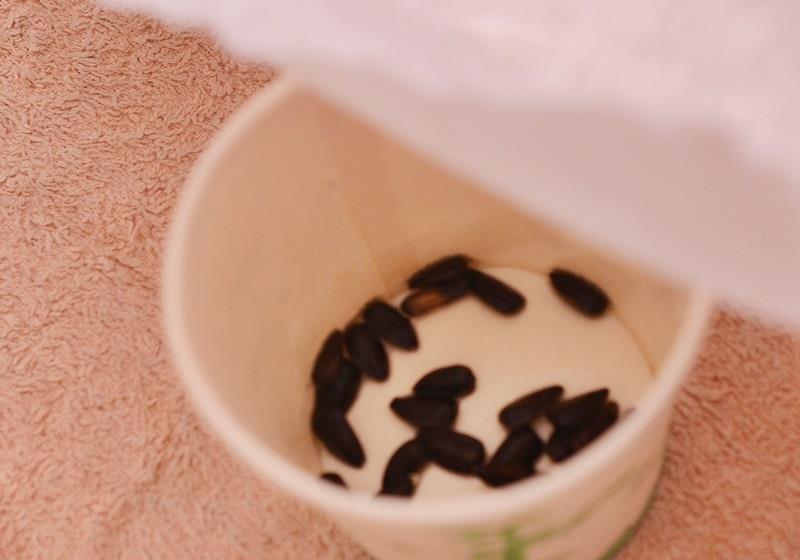 在家自制葵花籽芽方法步骤