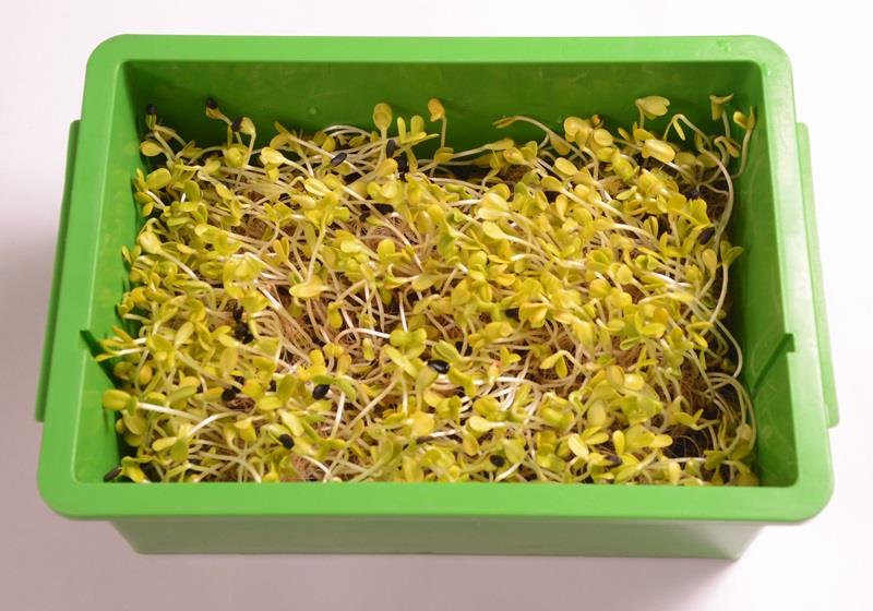 在家自制葵花籽芽方法步骤