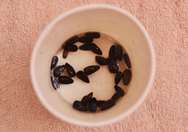 在家自制葵花籽芽方法步骤