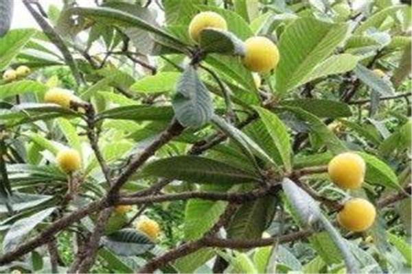 枇杷叶有毒吗 枇杷叶好吗