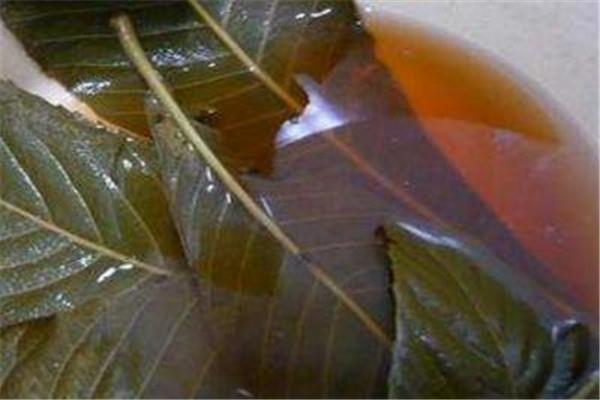 枇杷叶有毒吗 枇杷叶好吗