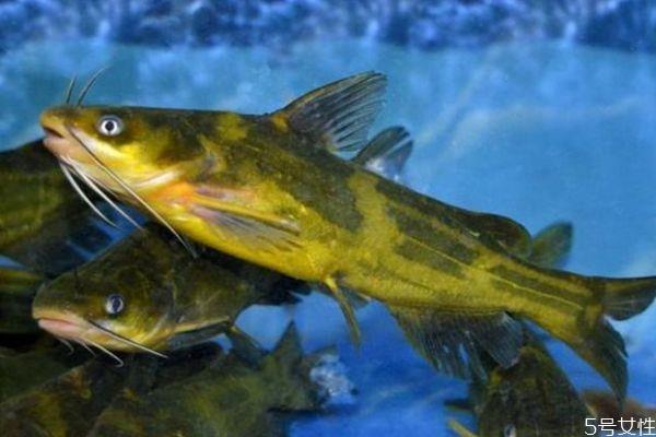 什么是黄颡鱼呢 黄颡鱼有什么营养价值呢