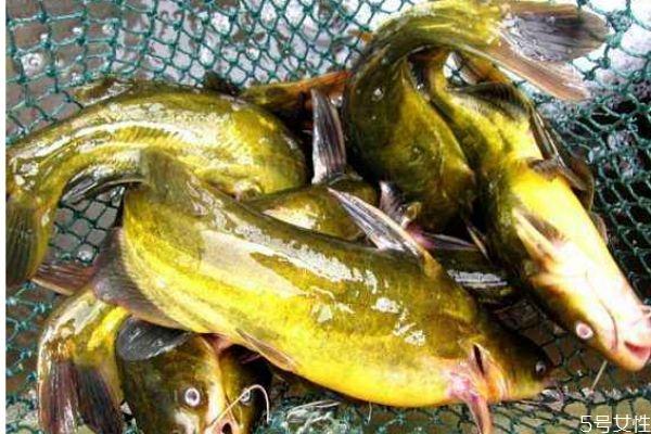 什么是黄颡鱼呢 黄颡鱼有什么营养价值呢