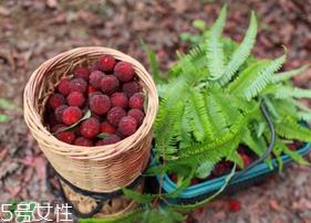 杨梅籽可以种吗？杨梅籽怎么种小盆栽？