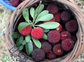 杨梅籽可以种吗？杨梅籽怎么种小盆栽？