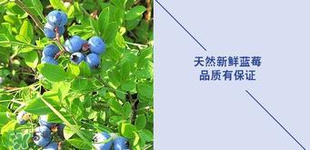 悠蜜蓝莓利口酒保质期是多久？悠蜜蓝莓利口酒保质期是几年？