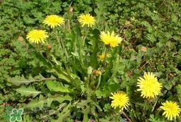 婆婆丁吃不了怎么保存?婆婆丁的保存方法 婆婆丁吃不了怎么保存?婆婆丁的保存方法