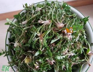 婆婆丁吃不了怎么保存?婆婆丁的保存方法 婆婆丁吃不了怎么保存?婆婆丁的保存方法