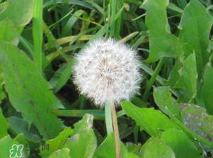 婆婆丁吃不了怎么保存?婆婆丁的保存方法 婆婆丁吃不了怎么保存?婆婆丁的保存方法