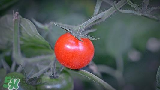 西红柿很硬是怎么回事?西红柿色泽不均怎么办