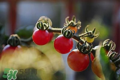 ​西红柿很硬是怎么回事?西红柿色泽不均怎么办