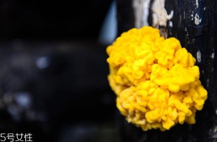 孕妇可以吃金耳吗？哪些人不适合吃金耳