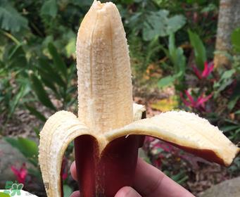 红香蕉好吃吗？红香蕉味道怎么样？