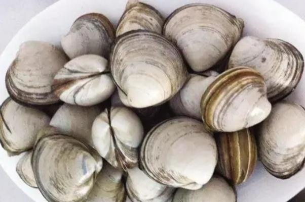 蛤蜊的功效与作用 蛤蜊怎么去泥沙