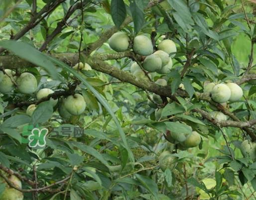 奈李怎么挑？奈李怎么挑选