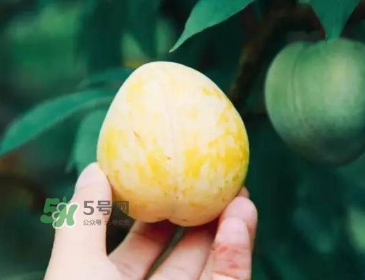 奈李怎么挑？奈李怎么挑选