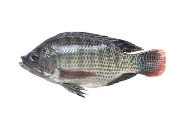 罗非鱼是海鱼还是河鱼 罗非鱼是深海鱼吗