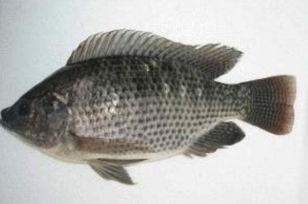 罗非鱼是海鱼还是河鱼 罗非鱼是深海鱼吗