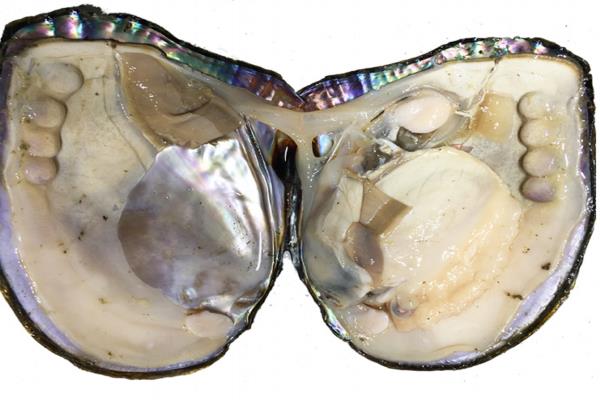 河蚌能和牛肉一起吃吗 这个搭配没毛病 河蚌能和牛肉一起吃吗 这个搭配没毛病