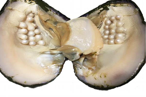 河蚌能和牛肉一起吃吗 这个搭配没毛病 河蚌能和牛肉一起吃吗 这个搭配没毛病