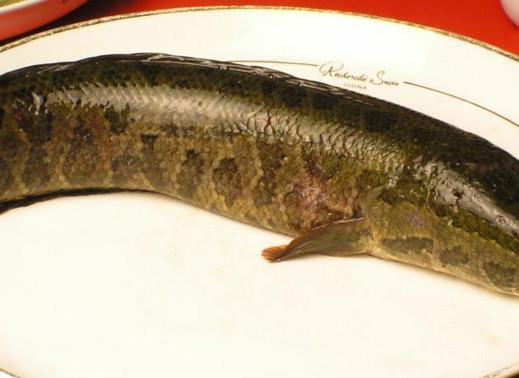 黑鱼是海鲜吗？黑鱼是外来物种吗